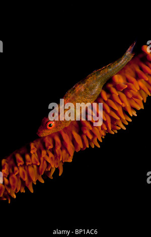 Ghost ghiozzo sulla frusta corallo, Bryaninops sp., Lembeh strait, Sulawesi, Indonesia Foto Stock