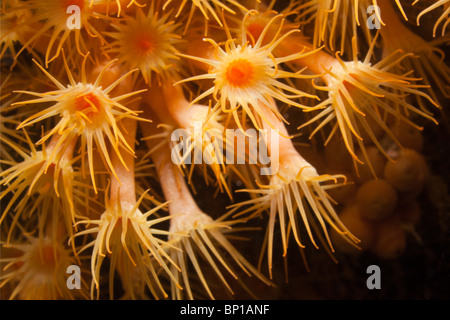 Le margherite di mare, Parazoanthus axinellae, Cap de Creus, Costa Brava, Spagna Foto Stock