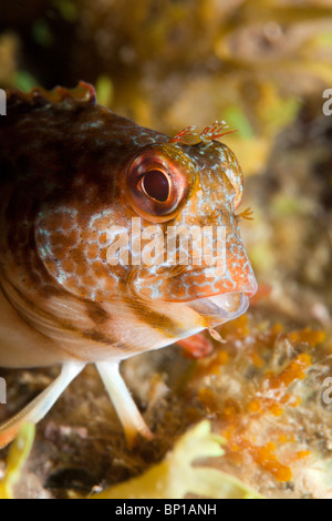 Ritratto di bavose variabile, Parablennius pilicornis, Cap de Creus, Costa Brava, Spagna Foto Stock