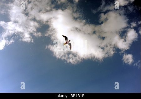 Seagull stagliano contro il cielo sulla Costa North Norfolk REGNO UNITO Foto Stock