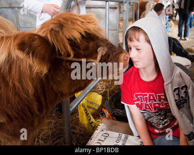 Highland e di vitello giovane ragazzo, Royal Highland Show, Scozia Foto Stock