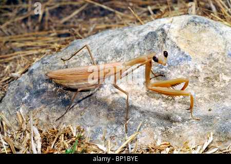 Unione depredavano mantis (mantide religiosa), seduto su di una pietra, Grecia, Creta Foto Stock