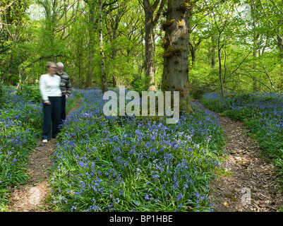 Coppia in pensione a piedi attraverso il Blue Bells nei boschi Wye Valley Regno Unito Foto Stock