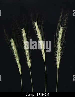 Erba di segale Foto Stock