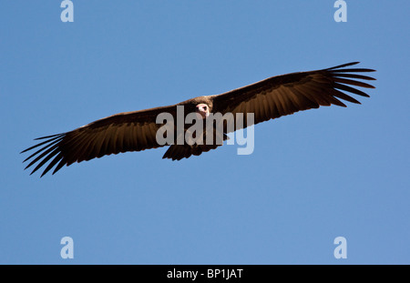 Lappetfaced Vulture (Aegypius tracheliotus) in deltaplano a terra in Zimbabwe in Africa Foto Stock