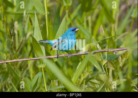 Maschio adulto Indaco Bunting in allevamento piumaggio appollaiato su un ramo Foto Stock