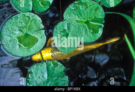 Esterno il giardino di acqua con il modello RR railroad Foto Stock