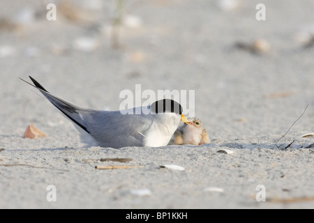 Adulto almeno Tern e pulcino Foto Stock