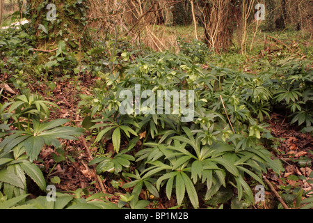 Veratro verde (Helleborus viridis : Ranunculaceae) nel bosco, UK. Foto Stock