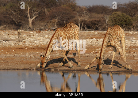 Due Giraffe bere alla waterhole nel Parco Nazionale di Etosha, Namibia Foto Stock