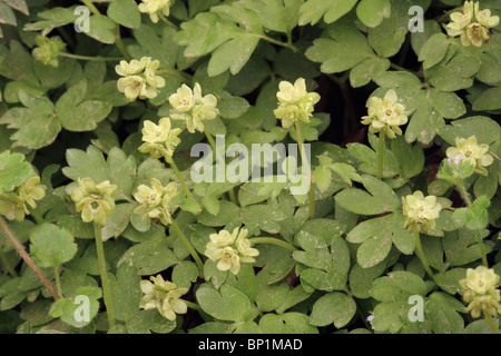 Moschatel (Adoxa moschatellina : Adoxaceae), UK. Foto Stock