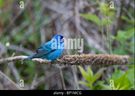 Maschio adulto Indaco Bunting in allevamento piumaggio appollaiato su un ramo Foto Stock