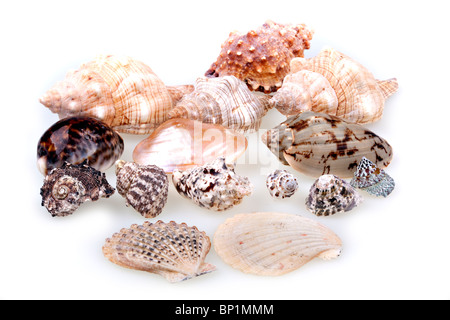 Collezione di conchiglie isolato su bianco Foto Stock