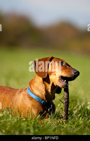 Una miniatura Bassotto giacente in erba, masticare su un bastone. Foto Stock