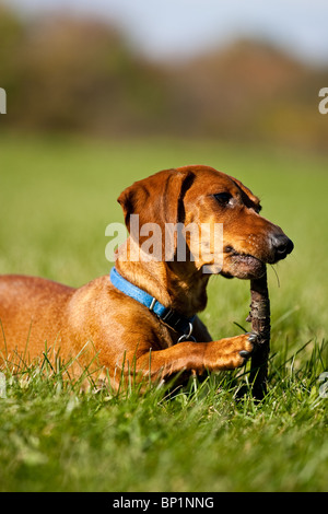 Una miniatura Bassotto giacente in erba, masticare su un bastone. Foto Stock