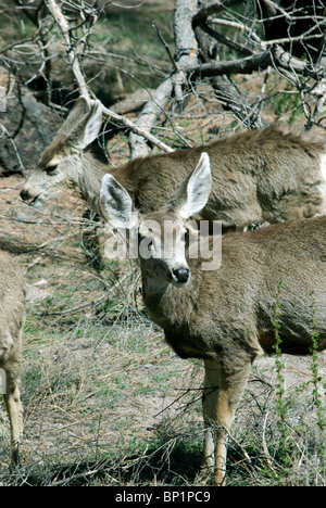 Due Mule Deer (Odocoileus hemionus) non rovistando fuori sentiero in Bandelier National Monument. Foto Stock