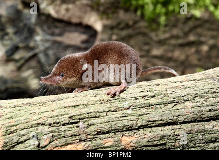 Comune di Megera, Sorex araneus, singolo animale, Midlands, Agosto 2010 Foto Stock