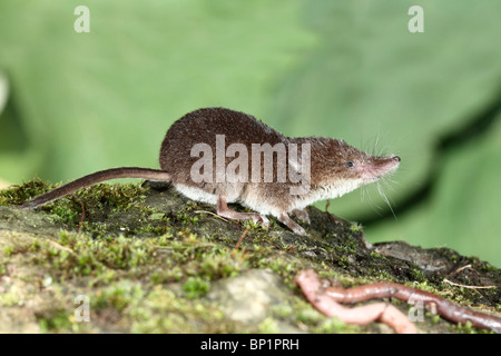 Comune di Megera, Sorex araneus, singolo animale, Midlands, Agosto 2010 Foto Stock