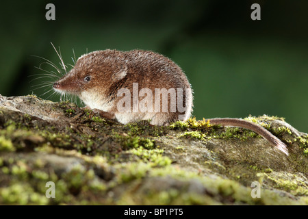 Comune di Megera, Sorex araneus, singolo animale, Midlands, Agosto 2010 Foto Stock