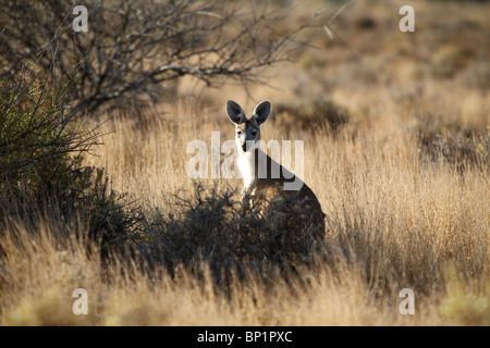 Un canguro in seduta bush australiano, Coral Bay, Australia Foto Stock