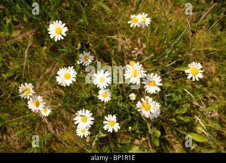 Wild Ox-Eye margherite crescendo in un prato del GLOUCESTERSHIRE REGNO UNITO Foto Stock