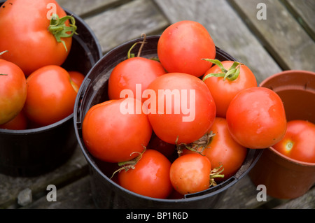 Cresciuto in casa appena raccolto i pomodori in vasi pland Foto Stock