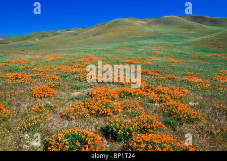 California Papaveri (Eschscholzia californica) nelle montagne Tehachapi, Angeles National Forest, California Foto Stock