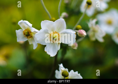 Close up di fiori bianchi di anemone giapponese in frontiera erbacee Foto Stock