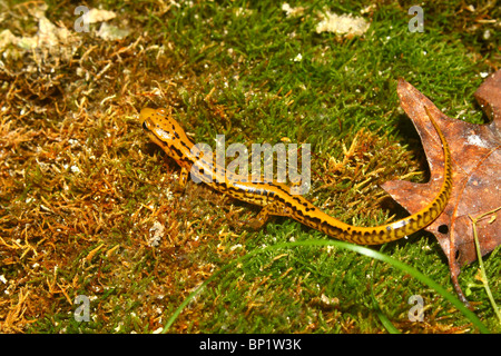 Long-tailed Salamander (Eurycea longicauda) Foto Stock