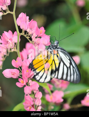 Spot rosso farfalla a dente di sega in appoggio su una rosa di fiori di Bouganville - Prioneris Philonome Themana Foto Stock