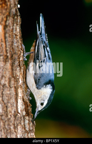 Bianco-breasted picchio muratore (Sitta carolinensis) chiudere fino in piedi in posizione caratteristica capovolto su albero Foto Stock