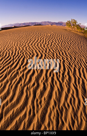 Luce della Sera su modelli di dune, Mesquite Flat dune di sabbia, il Parco Nazionale della Valle della Morte. California Foto Stock