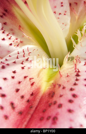 La macro di dettaglio del giglio fiore Foto Stock