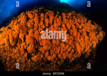 Rock coperte con le margherite di mare, Parazoanthus axinellae, Sardegna, Italia Foto Stock