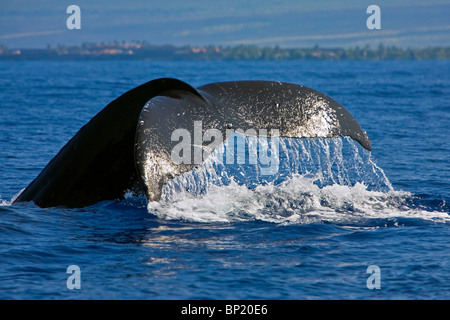 Coda di Humpback Whale, Megaptera novaeangliae, Costa di Kona, Big Island, Hawaii, STATI UNITI D'AMERICA Foto Stock