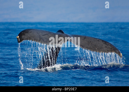 Coda di Humpback Whale, Megaptera novaeangliae, Costa di Kona, Big Island, Hawaii, STATI UNITI D'AMERICA Foto Stock