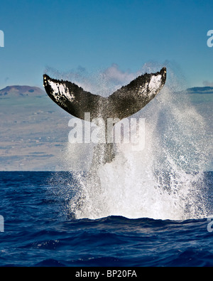 Coda di Humpback Whale, Megaptera novaeangliae, Costa di Kona, Big Island, Hawaii, STATI UNITI D'AMERICA Foto Stock