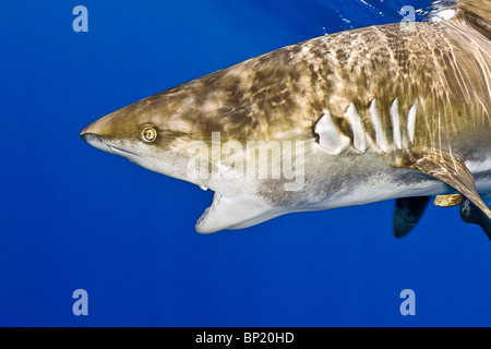 Lo squalo longimano, Carcharhinus longimanus, Costa di Kona, Big Island, Hawaii, STATI UNITI D'AMERICA Foto Stock