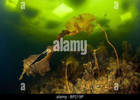 Kelp sotto ghiaccio, Laminaria sp., Mare Bianco, Carelia, Russia Foto Stock