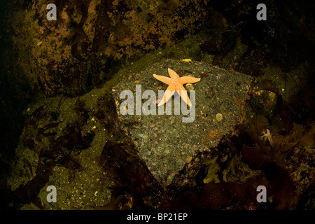 Starfish comune, Asteria rubens, Mare Bianco, Carelia, Russia Foto Stock