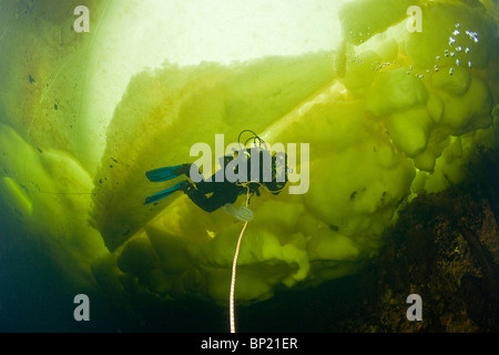 Immersioni sotto il ghiaccio, Mare Bianco, Carelia, Russia Foto Stock