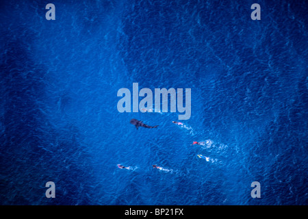 I turisti nuotare con lo squalo balena, Rhincodon typus, Ningalo Reef, Oceano Indiano, Australia Foto Stock