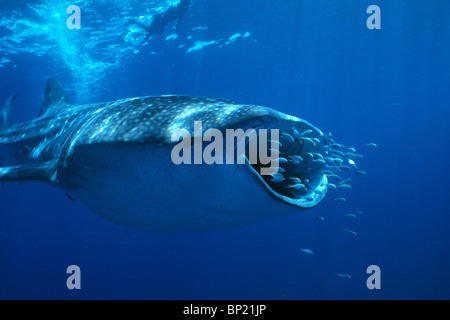 Squalo Balena, Rhincodon typus, Ningalo Reef, Oceano Indiano, Australia Foto Stock