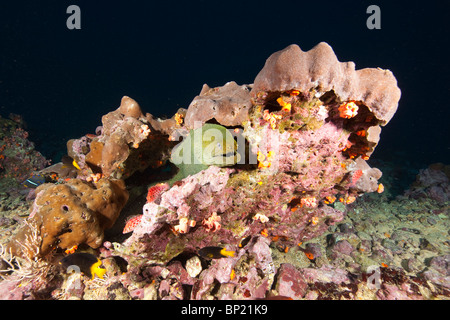 Ammenda spotted Moray, Gymnothorax dovii, Malpelo, Est Oceano Pacifico, Colombia Foto Stock