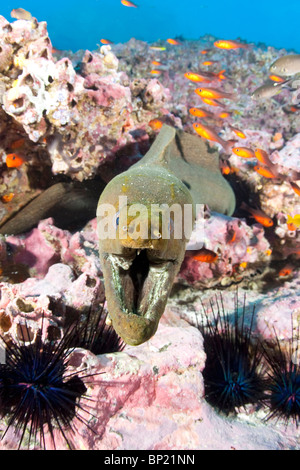 Ammenda spotted Moray, Gymnothorax dovii, Malpelo, Est Oceano Pacifico, Colombia Foto Stock