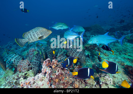 In pelle e Bass re Angelfish, Dermatolepis dermatolepis, Holacanthus passer, Malpelo, Est Oceano Pacifico, Colombia Foto Stock