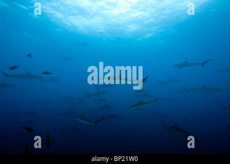 Secca di squali seta, Carcharhinus valciformis, Malpelo, Est Oceano Pacifico, Colombia Foto Stock