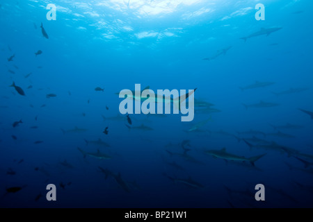 Secca di squali seta, Carcharhinus valciformis, Malpelo, Est Oceano Pacifico, Colombia Foto Stock