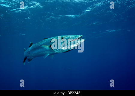 Grande Barracuda, Sphyraena barracuda, Moorea, Polinesia Francese Foto Stock