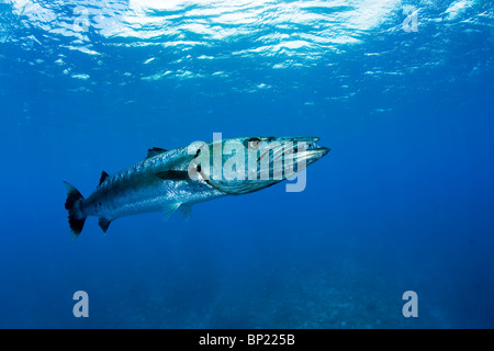 Grande Barracuda, Sphyraena barracuda, Moorea, Polinesia Francese Foto Stock